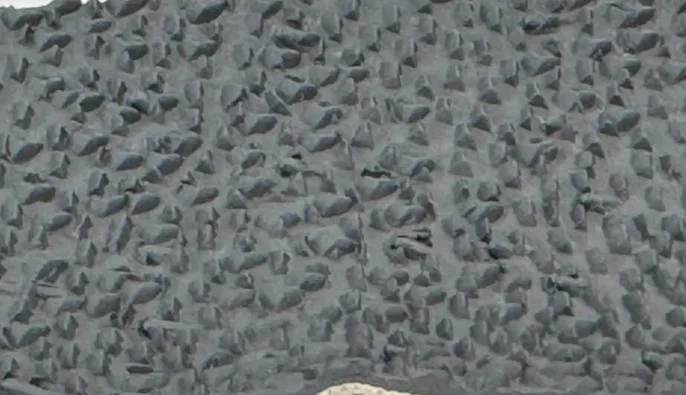 Syn. Fillet 50mm Dark Grey Medium Rough Emery SC-SEGMRP